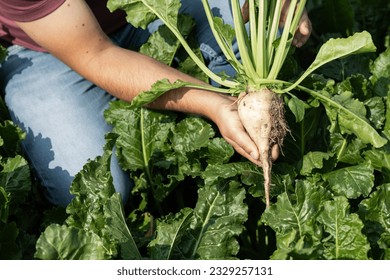 Man holding a fresh sugar beat right from the earth on green field