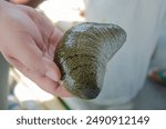 Man holding freshly picked big size of Holothuria scabra or sea cucumber from the aquaculture net in the sea