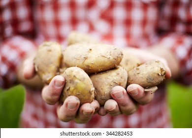 are jersey royals available yet
