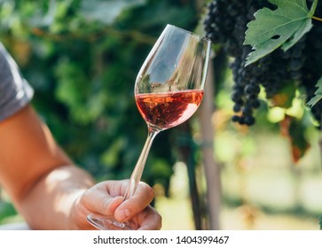 Man holding glass of red wine in vineyard field. Wine tasting in outdoor winery. Grape production and wine making concept.