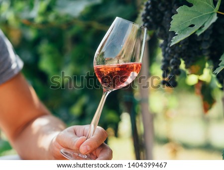 Man holding glass of red wine in vineyard field. Wine tasting in outdoor winery. Grape production and wine making concept.