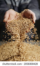 Man holding grains of malt in hands. - Shutterstock ID 2058300428