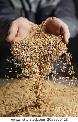 Man holding grains of malt in hands.