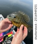 Man holding green sunfish with lake in the background.