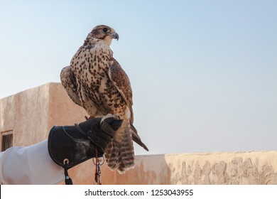 man holding his falcon before using it to hunt birds and rabbits on the desert.