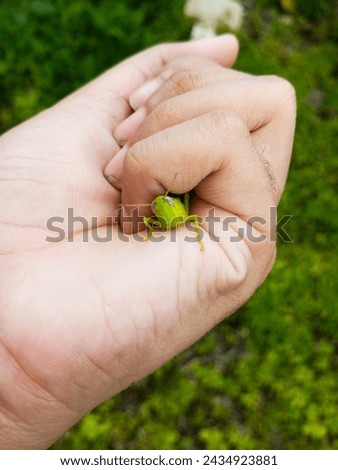 Man holding in his fingers a green grasshopper