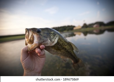 Man holding a large mouth bass