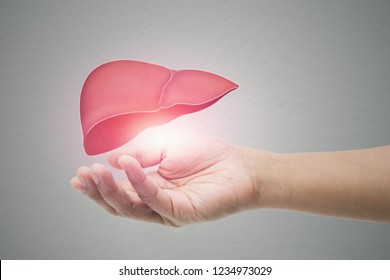 Man Holding Liver Illustration Against Gray Wall Background. Concept With Mental Health Protection And Care.