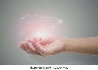 Man Holding Liver Illustration Against Gray Wall Background. Concept With Mental Health Protection And Care.