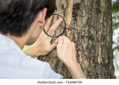 Man Holding Magnifying Glass Test  Tree