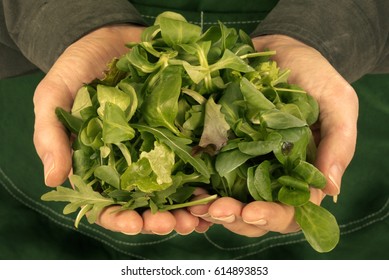 MAN HOLDING MIXED SALAD LEAVES - Shutterstock ID 614893853