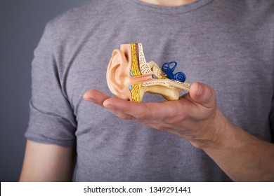 Man holding the model of the human inner ear in hands. Ear model. A model of the ear for elementary science classes.