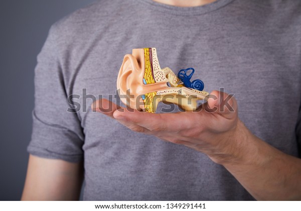 Man\
holding the model of the human inner ear in hands. Ear model. A\
model of the ear for elementary science\
classes.