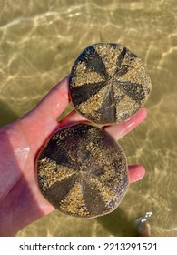 Man Holding On Two Black Sand Dollar Sea Creatures That Look Like Umbrella Logo At Tide Pool Sandy Beach