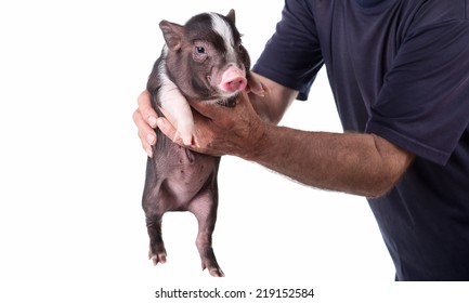 Man holding a pig, isolated on a white background. ( Pot-bellied pig )