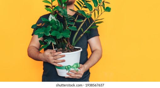 Man Holding Pot With Home Plant Zamioculcas. Gift Of Living Flower For March 8 And Mother's Day.