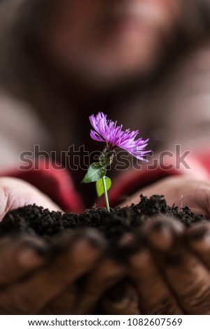 Similar – crocus Masculine Man