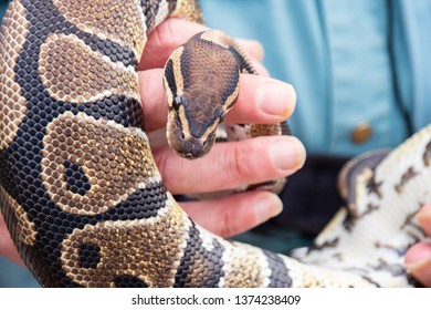 Man Holding Python Closedup Stock Photo 1374238415 | Shutterstock