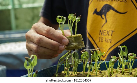 A Man Holding A Rock Wool With Hydroponic Plants.