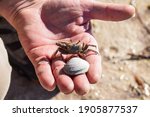 A man holding a sand fiddler crab (Uca pugilator) in the Florida Keys