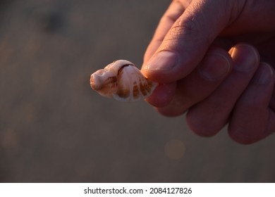 Man Holding Seashell On Beach