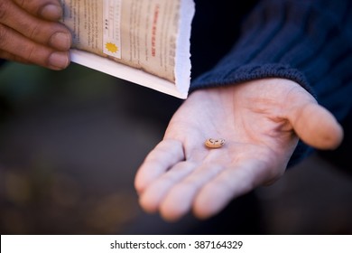 A Man Holding A Seed, Close-up