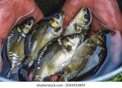 A Man Holding A Small Carp. Little Fish In The Hands Of A Fisherman. Summertime. Fishing.beautiful Mirror Carp Portrait