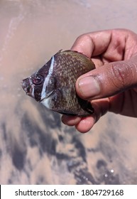 A Man Holding Small Colorful Fish In His Hand