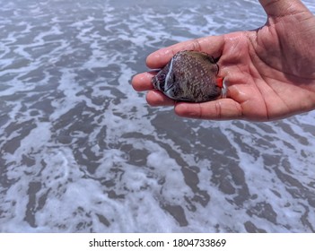 A Man Holding Small Colorful Fish In His Hand