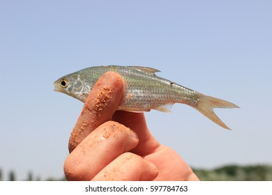 The Man Is Holding A Small Fish Caught In A Fishing