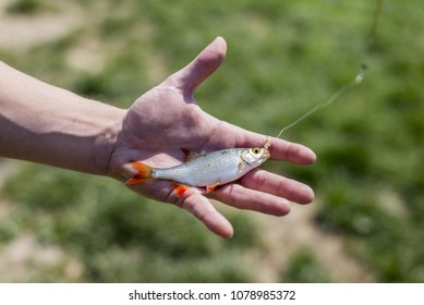 Man Holding Small Fish In Hand