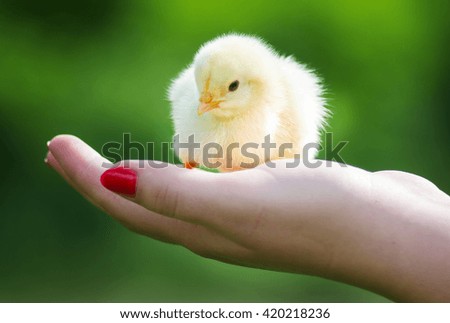 Similar – small chicken Life Easter