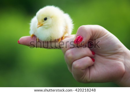 Similar – small chicken Life Easter