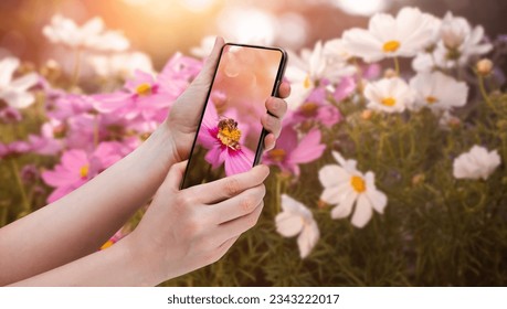 a man holding a smartphone took a picture of a bee on flowers