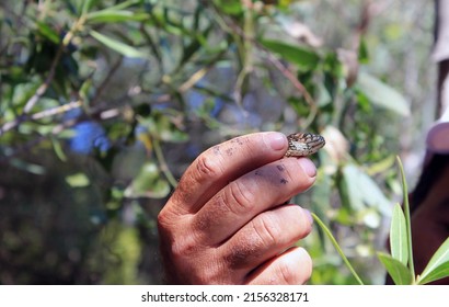 Man holding snake by hand in the wild - Shutterstock ID 2156328171