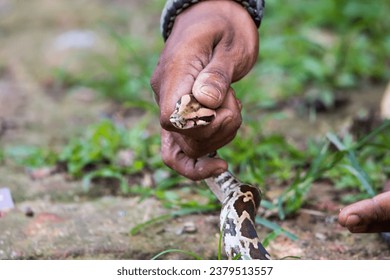 A man holding a snake (python) in his hand