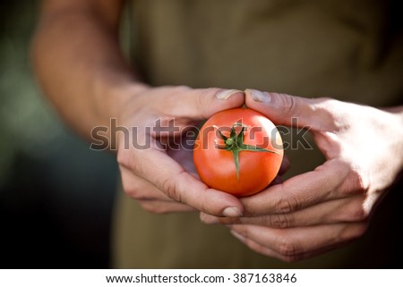 Image, Stock Photo Picking ripe tomatoes by hand in basket.