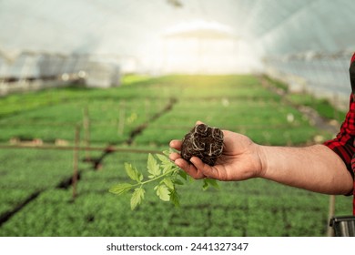 Man holding tomato seedling in green house , sun glowing in the back  - Powered by Shutterstock