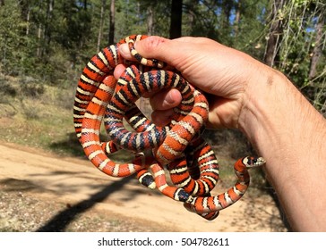 Man Holding A Trio Of Brightly Colored Arizona Coral Snake Mimics, Lampropeltis Pyromelana