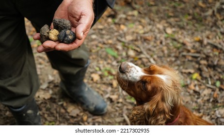 A man holding truffles mushrooms in front of a dog.                              - Shutterstock ID 2217302935