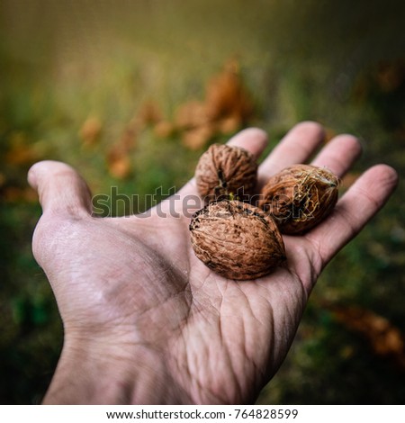 Similar – Foto Bild Ältere Frau, die Kiefernzapfen in den Händen hält.