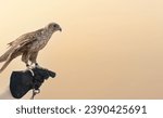 man holding White and Beige Falcon with a leather glove.Falconry is the hunting of wild animals in their natural state and habitat by means of a trained bird of prey.