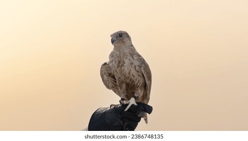 man holding White and Beige Falcon with a leather glove.Falconry is the hunting of wild animals in their natural state and habitat by means of a trained bird of prey. - Powered by Shutterstock