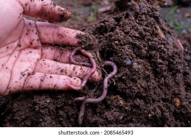 Man holding worms with soil - Shutterstock ID 2085465493