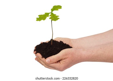 Man Holding Young Oak Tree