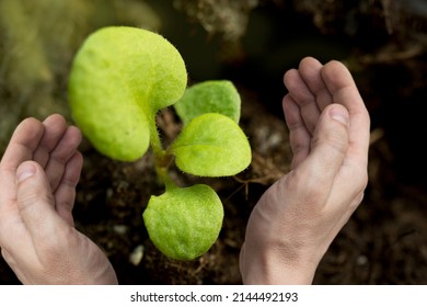 Man Holding Young Plant In Hands. Enviromental Eco Friendly Background.