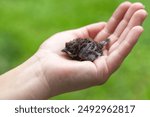 A man holds a baby sparrow in his hand.