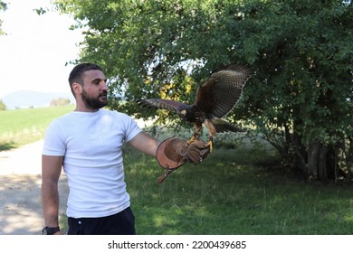 A man holds a bird on his hand. 
The Harris's hawk. - Powered by Shutterstock