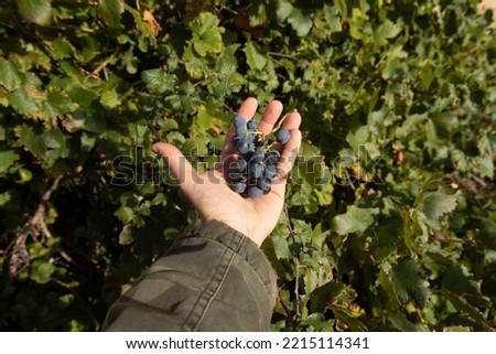 A man holds a bunch of ripe grenache grapes with his hand next to a vine in Luesia, Aragon, Spain