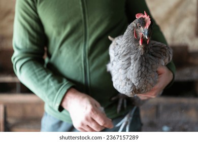 a man holds a chicken in his hands. Farmer holding a chicken in his hands. High quality photo